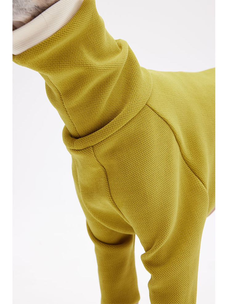 greyhound in turtleneck