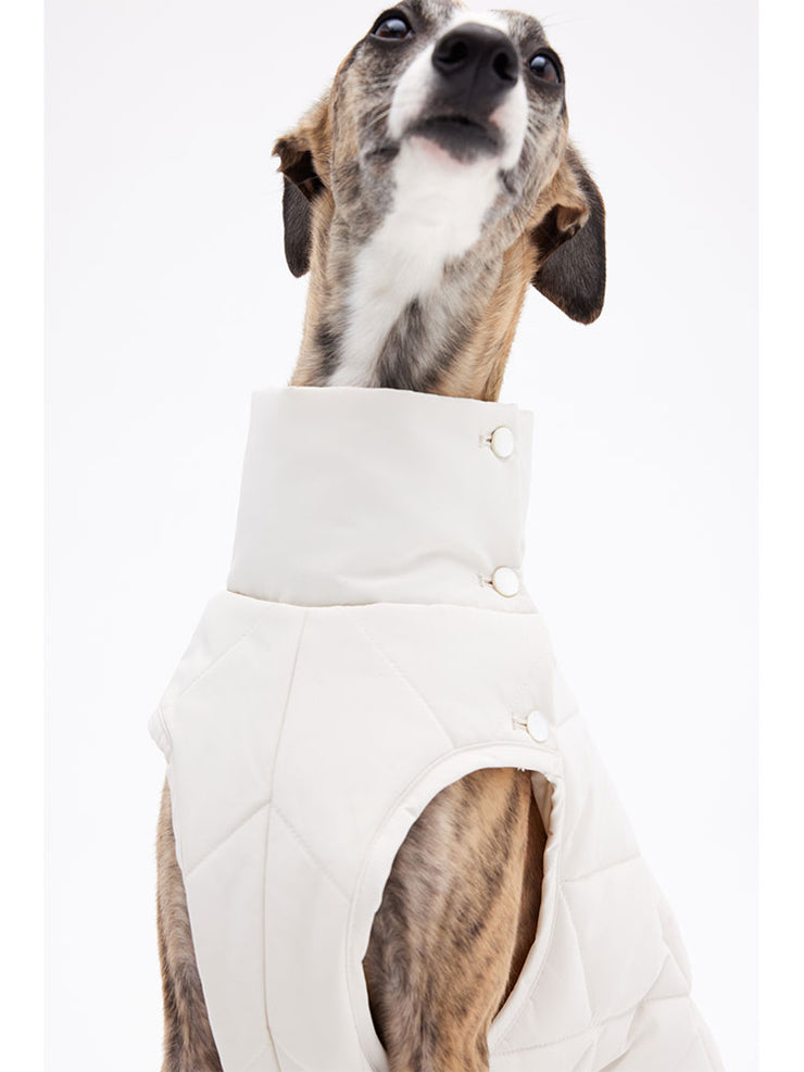italian greyhound clothes