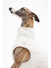 dog jackets winter
