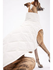 dog winter apparel 