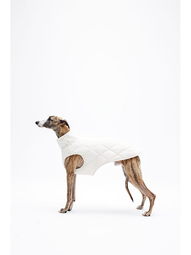 best dog clothing winter