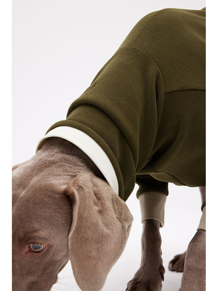Weimaraner in a maxi-size sweater