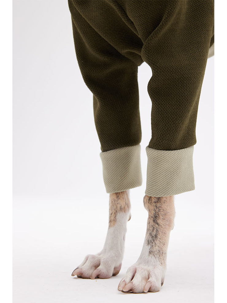 italian greyhound with sweater 