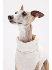 dog coat winter