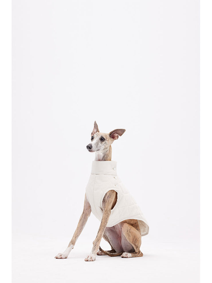 dog jacket winter