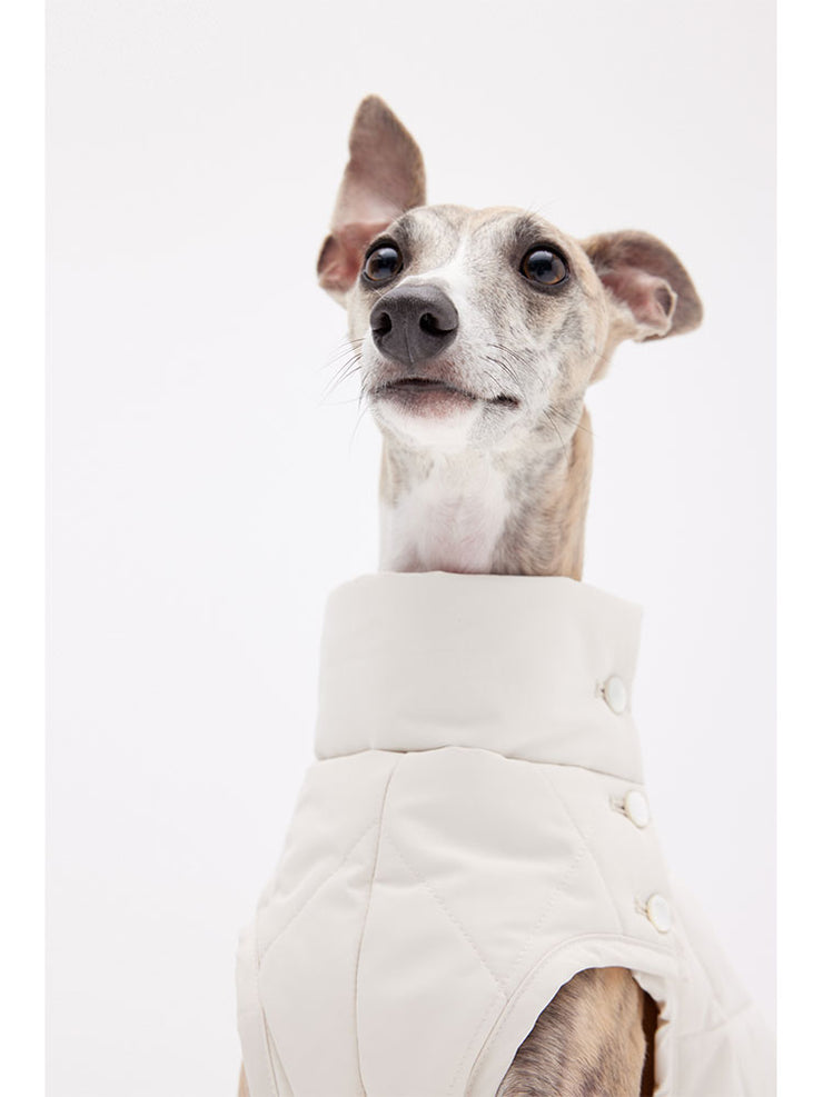 italian greyhounds