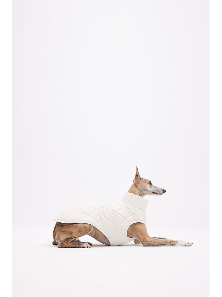 puppy jackets for winter 