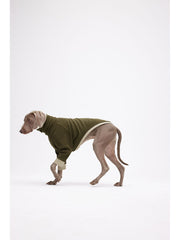 Weimaraner in a dark green sweater
