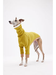 Italian greyhounds