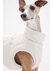 winter clothes for dogs