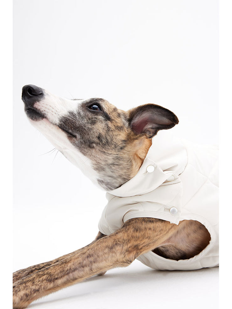 dog winter clothing 