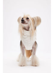 winter dog outfits 