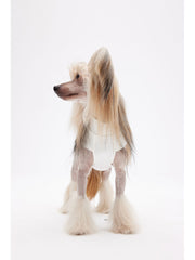 best dog vest