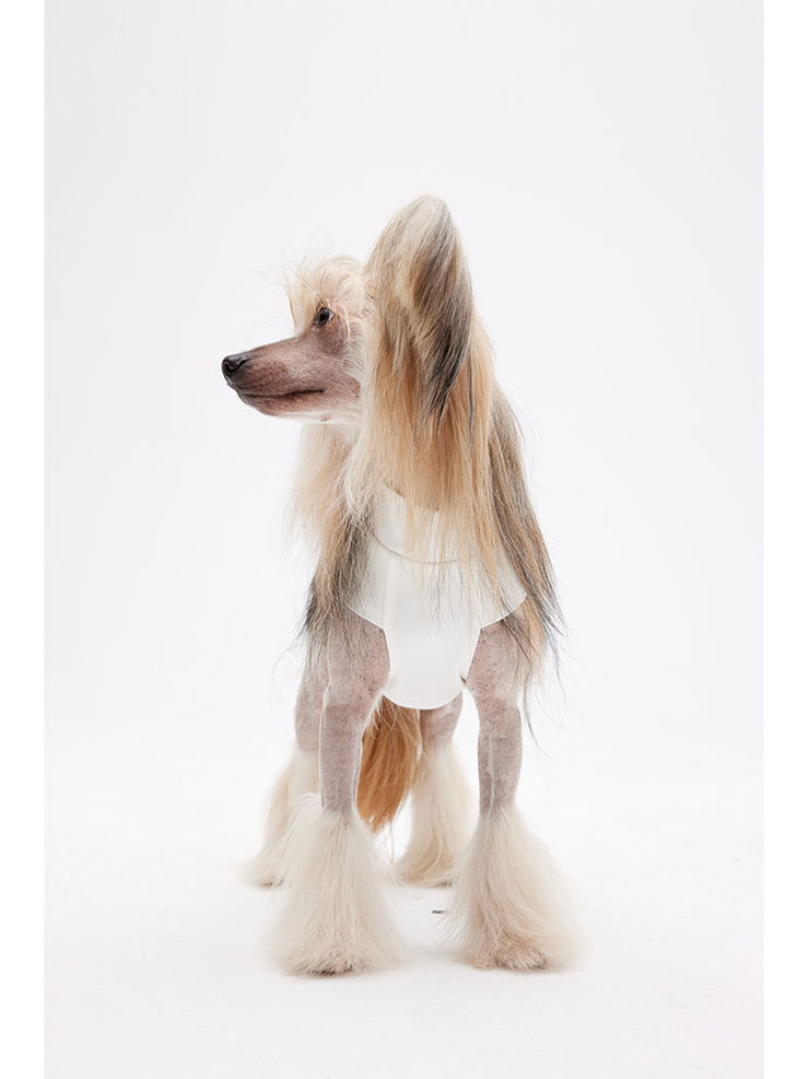 best dog vest