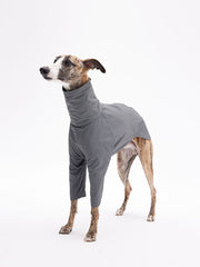dog suit 