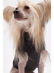 dog vest 