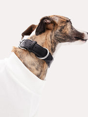 best dog leash for large dogs