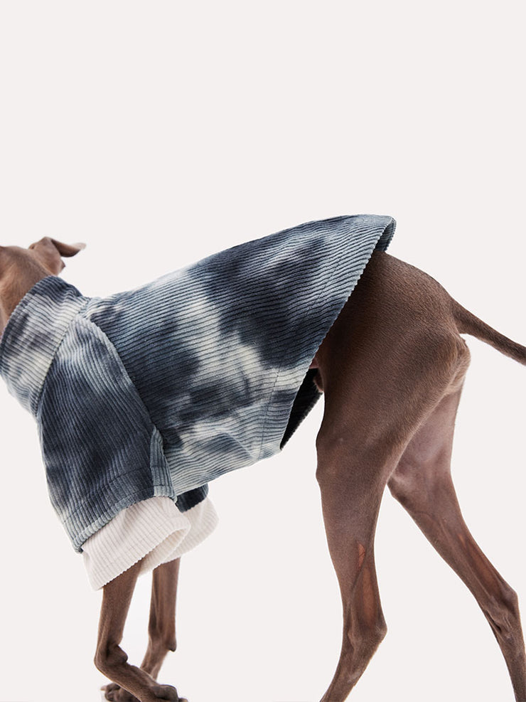 italian grey hound