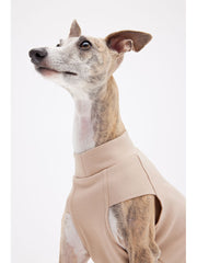 italian greyhound price 