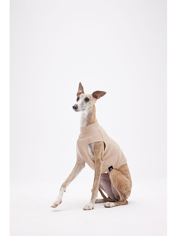 italian greyhound puppies 