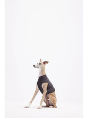 italian greyhound size 