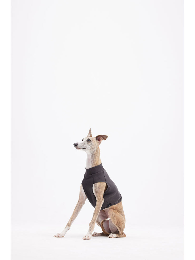 italian greyhound size 
