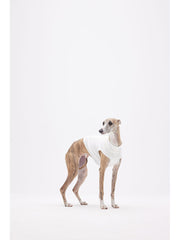 italian greyhounds