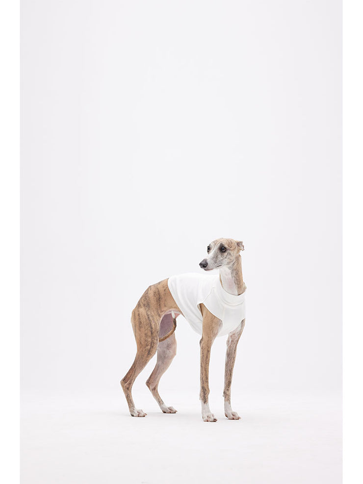 italian greyhounds