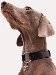 leather dog collar and leash