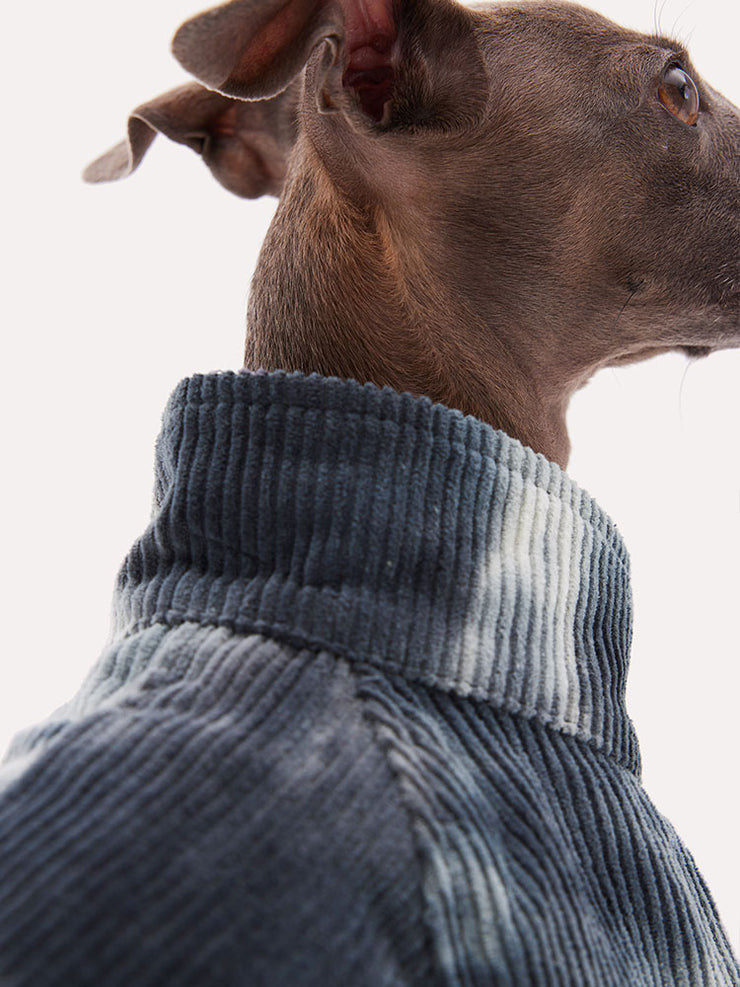miniature greyhound