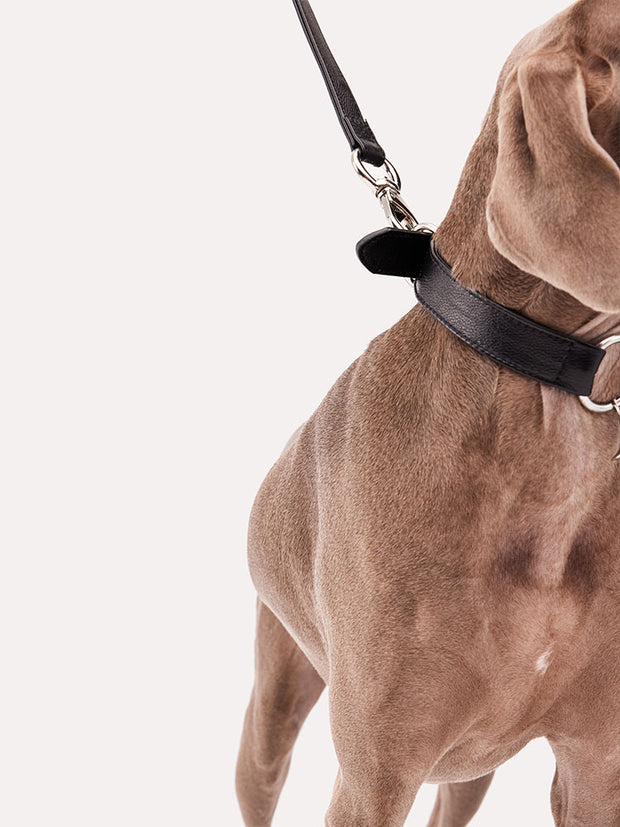 large dog leash